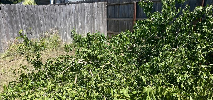 Before: Yard Waste Removal in Willows