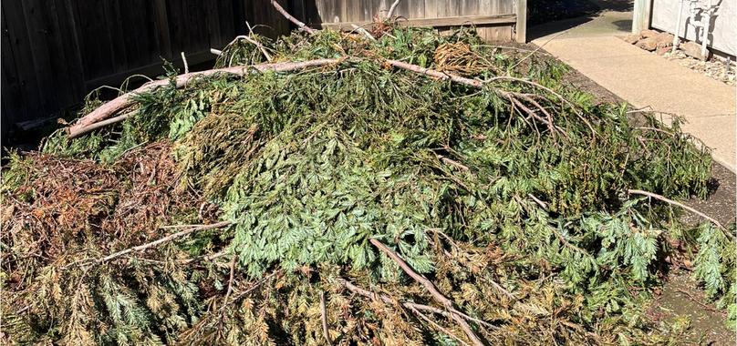 Before: Yard Waste Removal in Durham