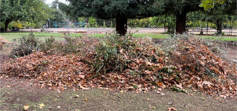 Before: Yard Waste Removal in Paradise
