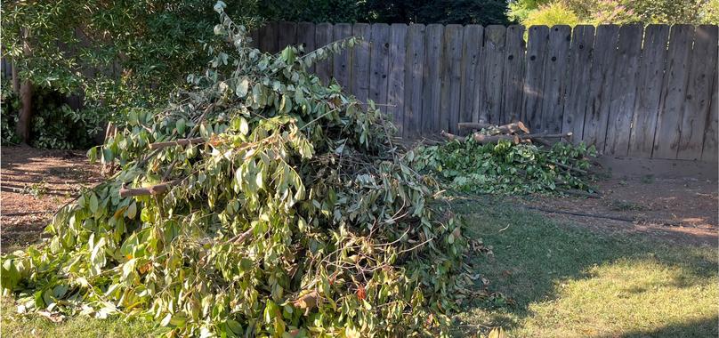 Before: Yard Waste Removal in Orland