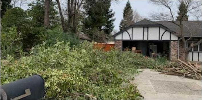 Before: Yard Waste Removal in Magalia
