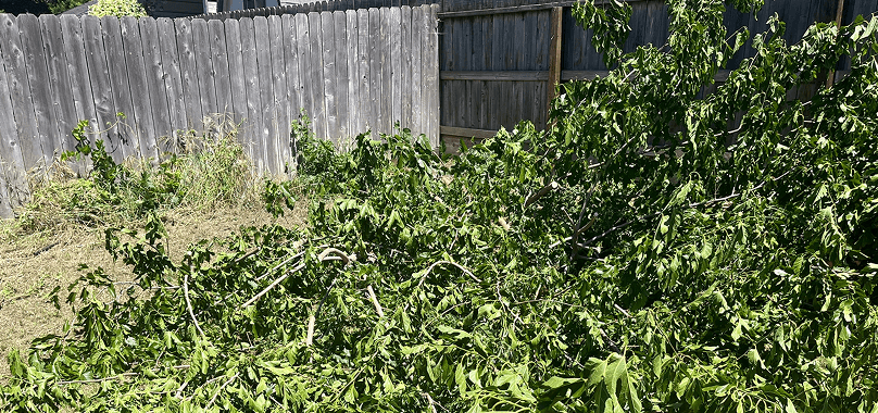 Before: Yard Waste Removal in Magalia